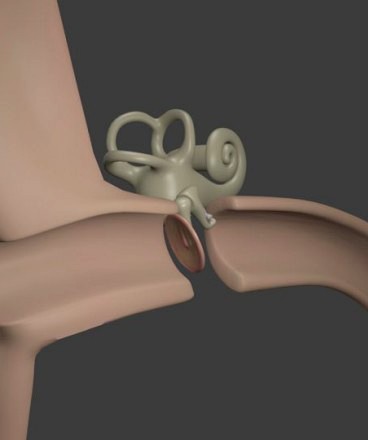 Inner Ear