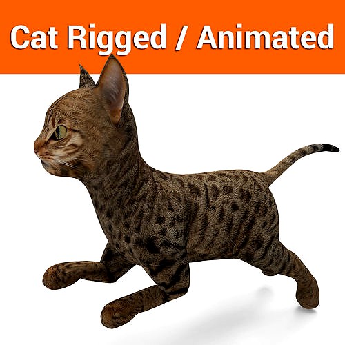 3d  Cat Animated Rigged low poly