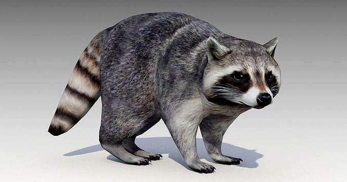 Raccoon Animated