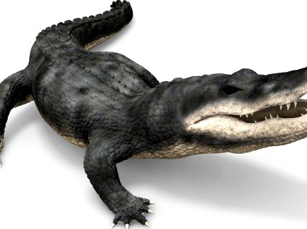 Alligator