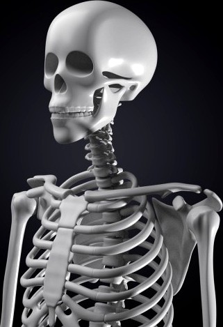 Skeleton