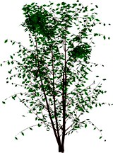 Tree 3D Model