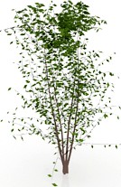 Tree 3D Model