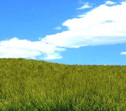 Grass