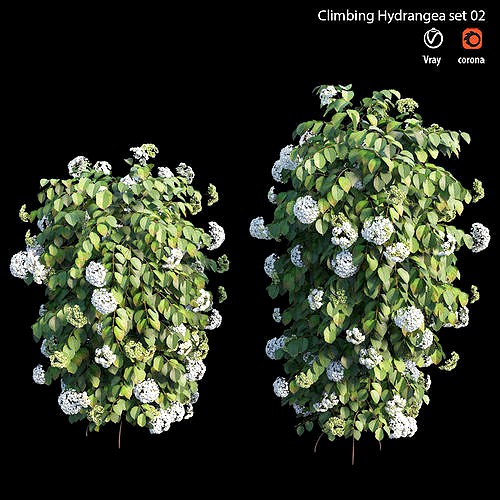 Climbing Hydrangea set 02