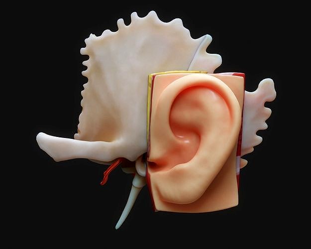 Ear Structure Anatomy Section