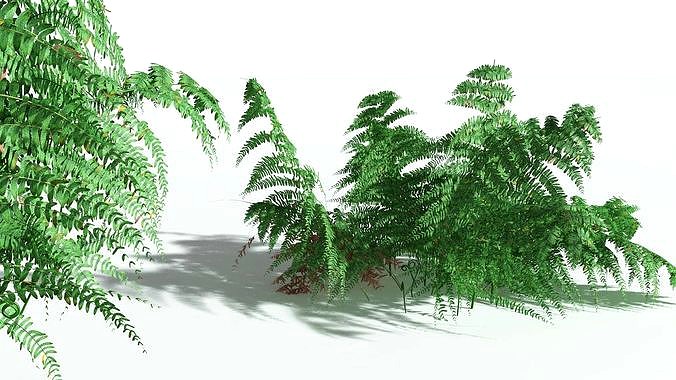 EVERYPlant Common Bracken 08 --21 Models--