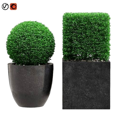 Potted Topiary Buxus 06