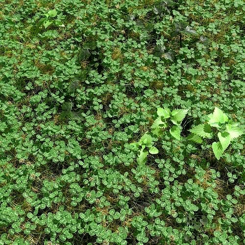 Clover Meadow Patch