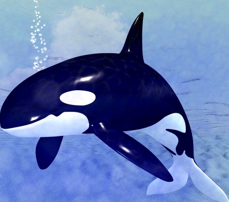 Orca