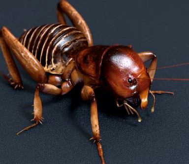 Stenopelmatus Jerusalem Cricket