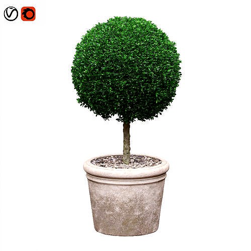 Potted Topiary Buxus 03