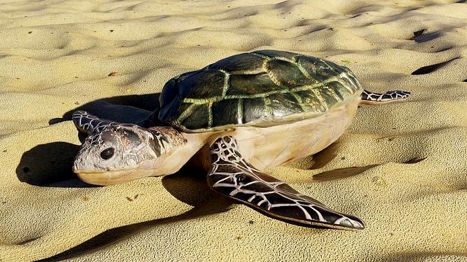 Modern Sea Turtle
