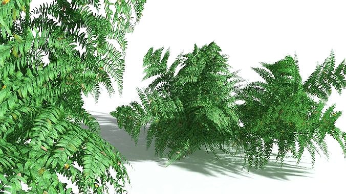 EVERYPlant Common Bracken 06 --21 Models--