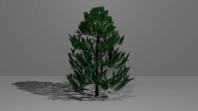 Pine Tree 2