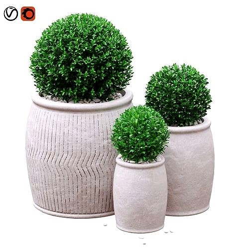 Potted Buxus Balls 02