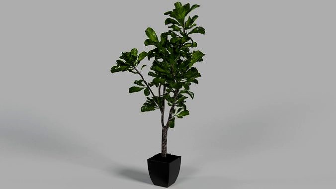 Fiddle Leaf Tree