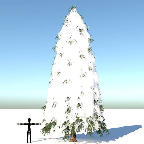 Snow Fraseri Tree