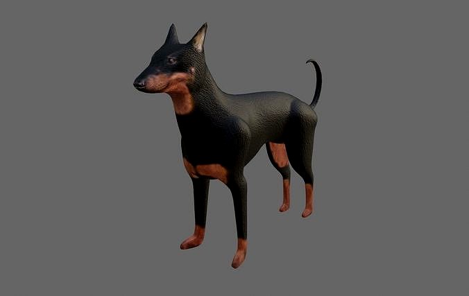 Dog Doberman - Low poly and High poly - Cachorro