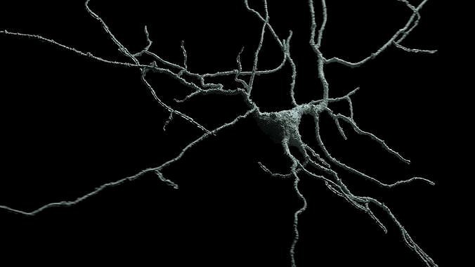 Set of 5 unique 3D Neuron Models-04