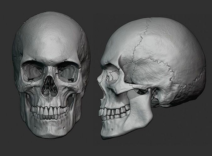 Human male skull sculpt