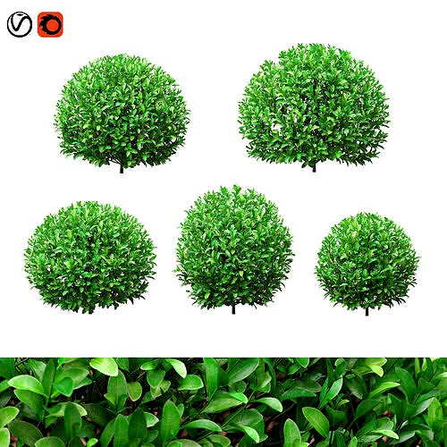 Boxwood round shaped 27 - 34cm