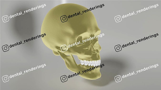 Human Skull