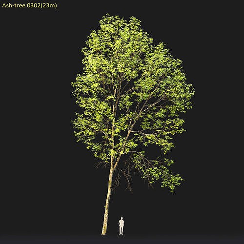 Ash-tree 0302 H23