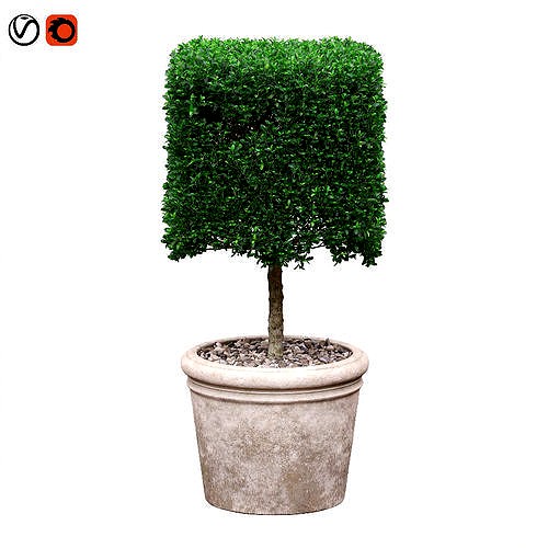 Potted Topiary Buxus 01