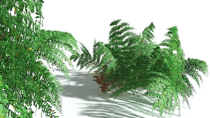 EVERYPlant Common Bracken 02 --21 Models--