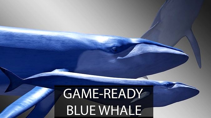 Blue Whale