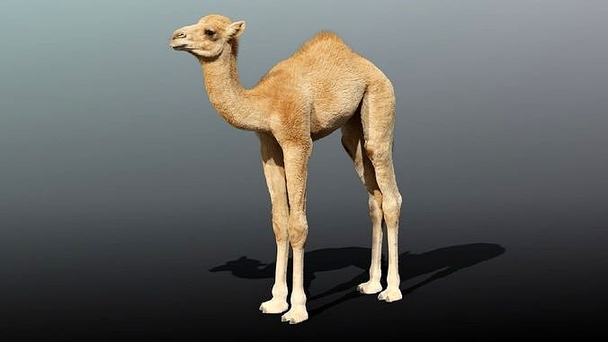 Camel Baby Rigged