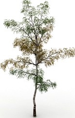 Birch 3D Model