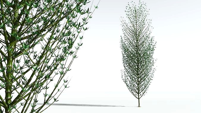 EVERYPlant Twisted Horsetail Tree 11 --12 Models--