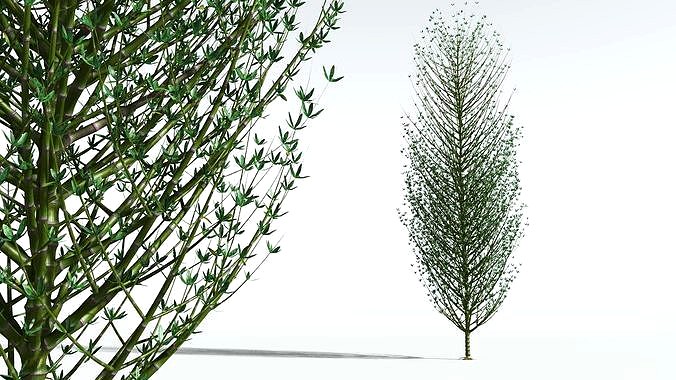 EVERYPlant Twisted Horsetail Tree 10 --12 Models--