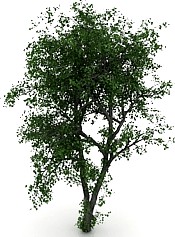 Tree 3D Model