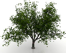 Maple 3D Model