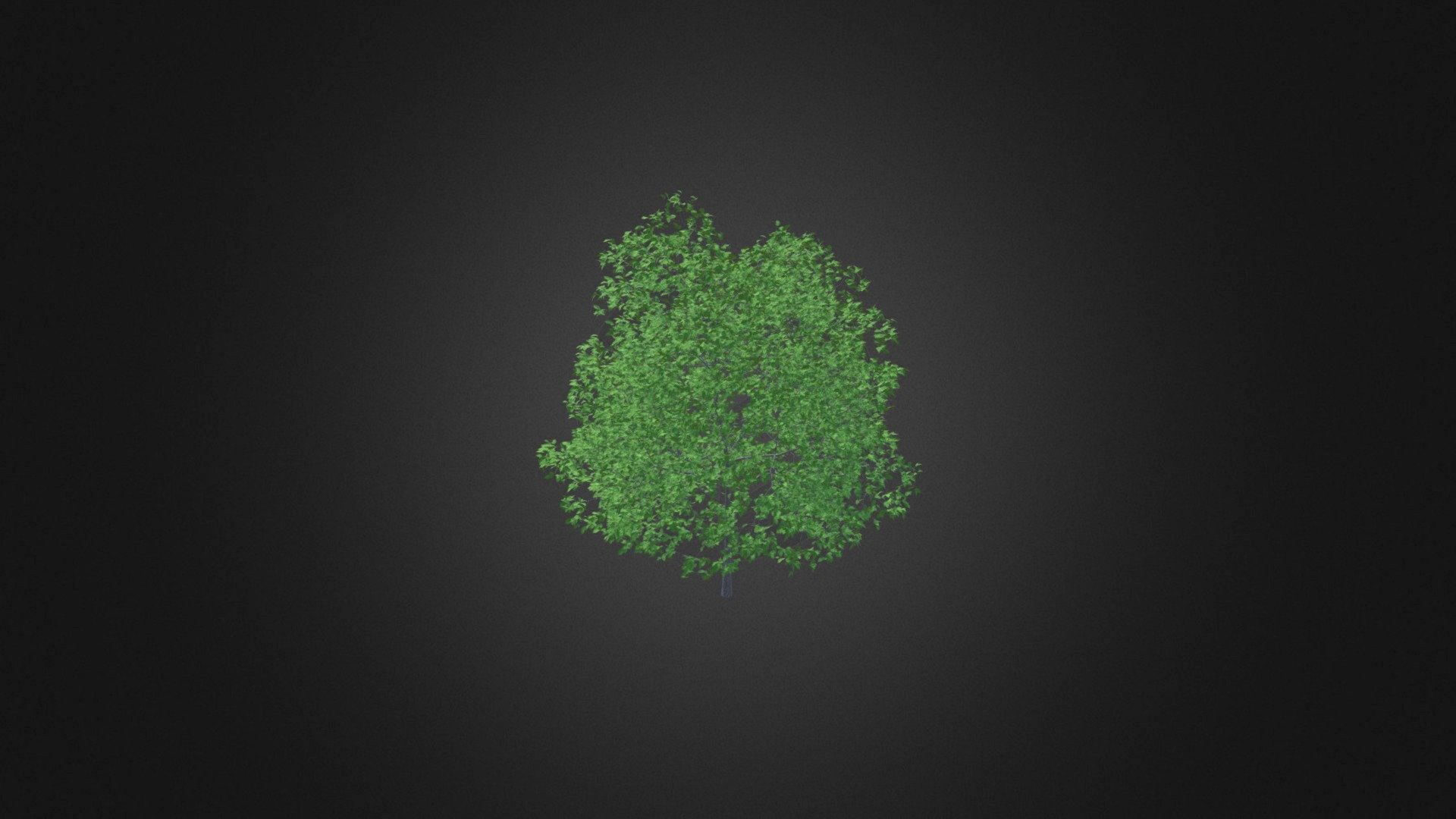Plum Tree 3D Model 5.2m