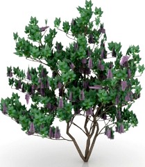 Bush 3D Model