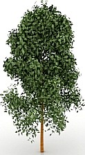 Tree 3D Model