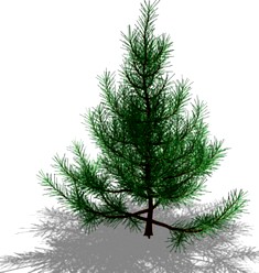 Fir-tree 3D Model