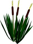 Bulrush 3D Model