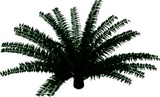 Palm 3D Model