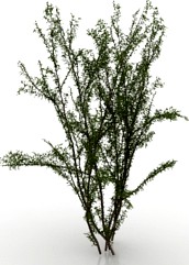 Tree 3D Model