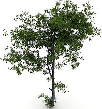 Tree 3D Model