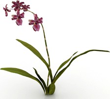 Flower 3D Model