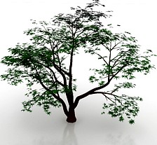 Tree 3D Model
