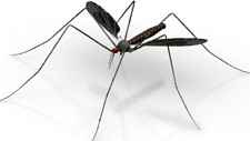 Mosquito 3D Model