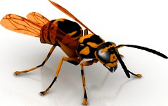 Wasp 3D Model