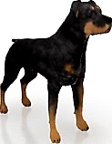 Dog 3D Model